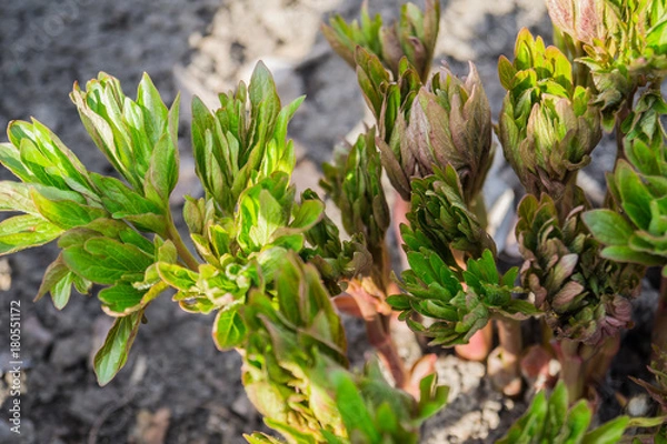 Obraz The plant closeup