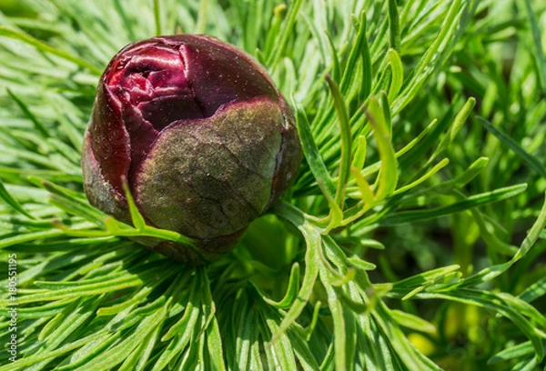 Obraz The plant closeup