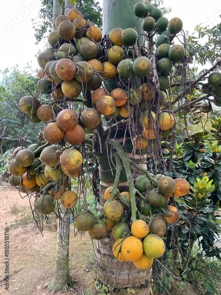 Fototapeta Areca Palm Fruits on Tree Trunk