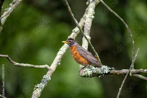 Fototapeta robin on a branch