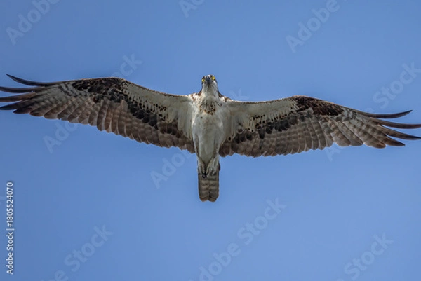 Obraz osprey in flight