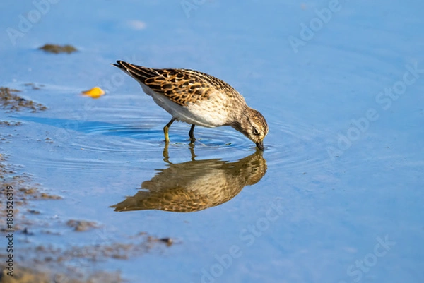 Obraz plover on lake