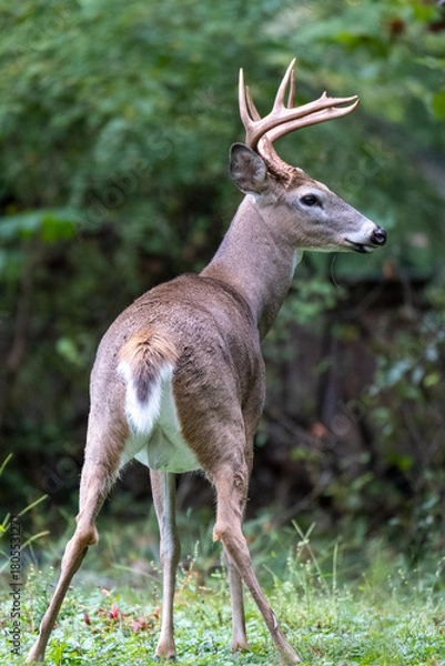 Fototapeta Majestic Buck in the Backyard 