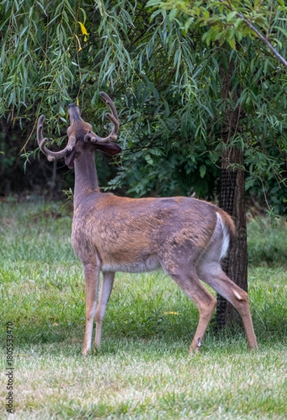 Fototapeta Majestic Buck in the Backyard 
