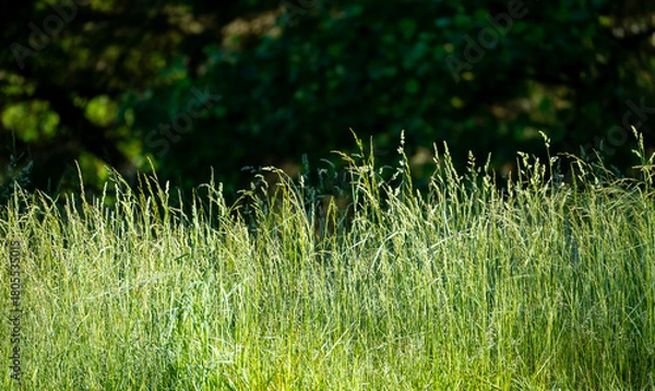 Fototapeta Lush Field and Forest Backdrop