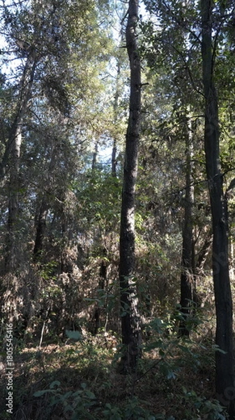 Obraz SOTTOBOSCO DI PINO MARITTIMO