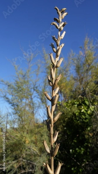 Obraz RAMO CON BOCCIOLI