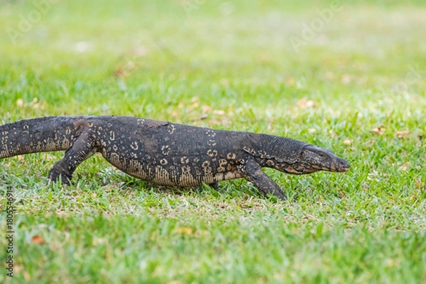 Fototapeta An asian water monitor ambles through vibrant grass towards a lake. 