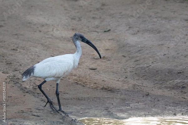 Fototapeta A black headed Ibis approaches a muddy waterhole in search of prey.