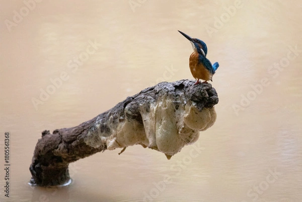 Fototapeta A common kingfisher looks up while perched on a fallen branch above a lake.