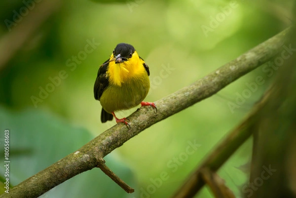 Fototapeta Golden-collared Manakin, Manacus vitellinus
