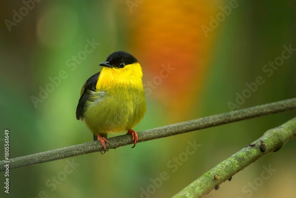 Fototapeta Golden-collared Manakin, Manacus vitellinus