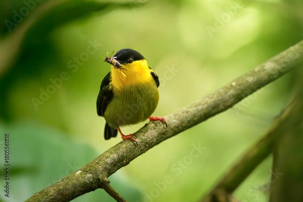 Fototapeta Golden-collared Manakin, Manacus vitellinus