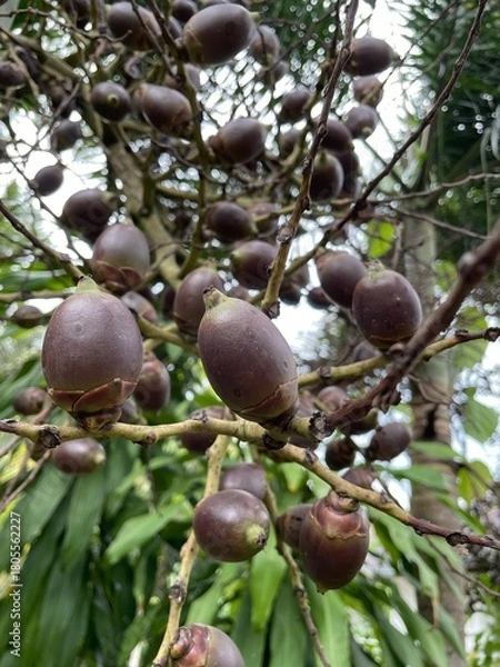 Fototapeta Foxtail Palm Fruit Cluster on Tree