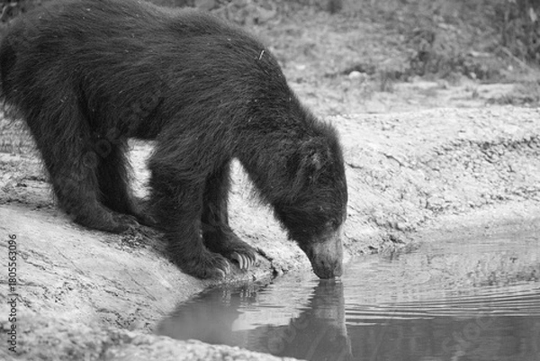 Fototapeta Portrait of a wild sloth bear drinking at a waterhole in Wilpattu national park, Sri Lanka.