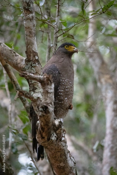 Fototapeta A serpent eagle waiting on a branch and looking for prey.
