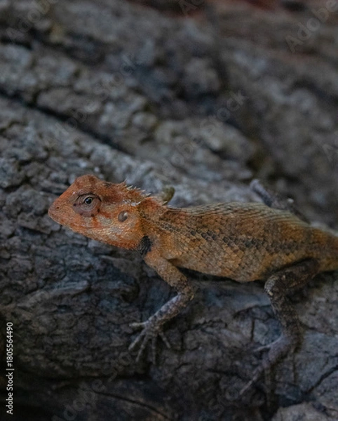 Fototapeta An agamid lizard walking across the bark of a tree.