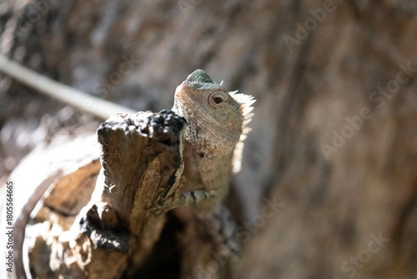 Fototapeta A chameleon lizard camouflaging itself on the bark of a tree.