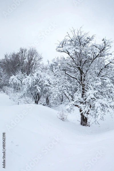 Obraz Snow cover on trees
