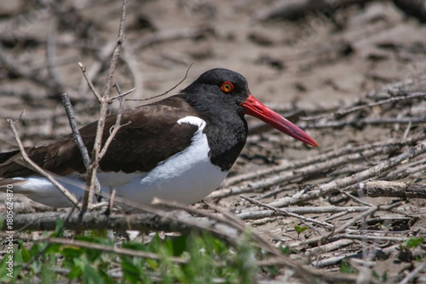 Obraz Oystercatcher on her nest , in Mar Chiquita lagoon , Argentina