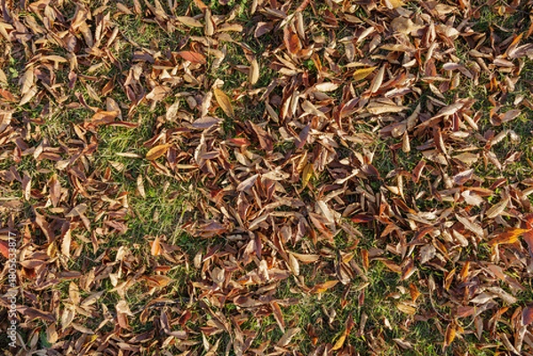 Obraz Dense layer brown hued foliage scattered over yellowing grassy field, creating warm, natural mosaic carpet highlighting the seasonal transition of autumn.