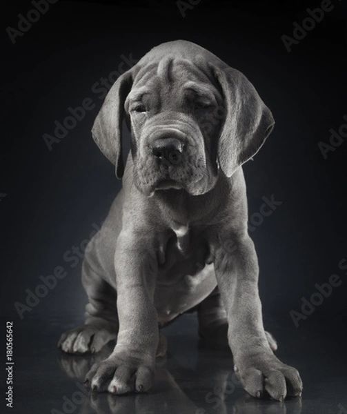 Fototapeta Great Dane puppy