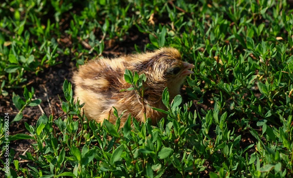 Obraz Beautiful small chick in the green grass