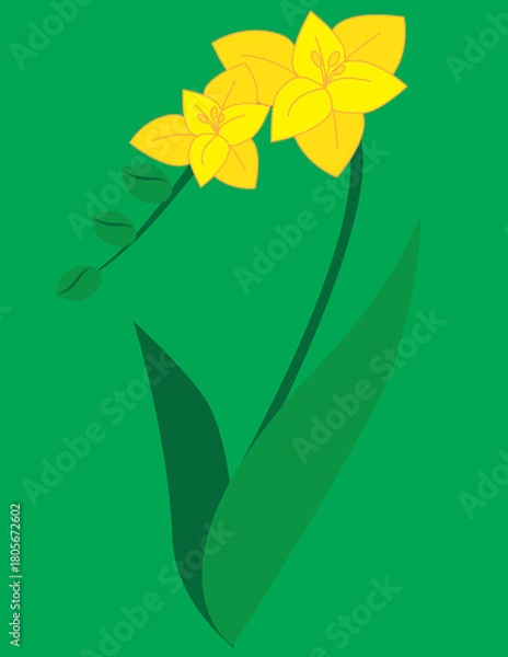 Fototapeta A vector art of yellow freesia flowers. 