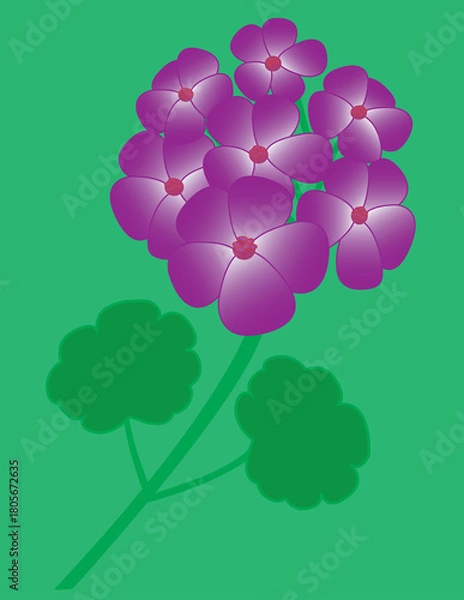 Fototapeta A vector art of purple geranium flowers. 