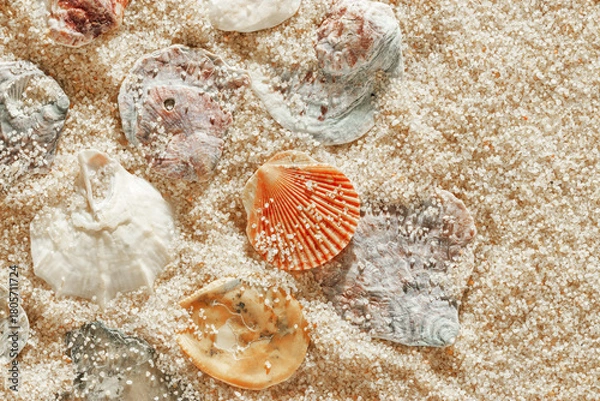 Fototapeta Colored Shells summer pattern on sandy beach, aesthetic nature still life, organic shapes, beauty nature background. Closeup seashells at Soft lighting, warm tones create natural, beachy mood