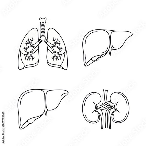 Fototapeta Set of human internal organs line art icons showing the lungs, liver, and kidneys