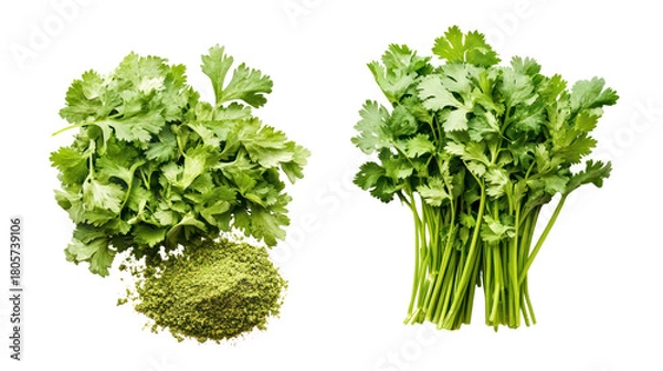 Obraz Two bunches of fresh cilantro herbs isolated on transparent background