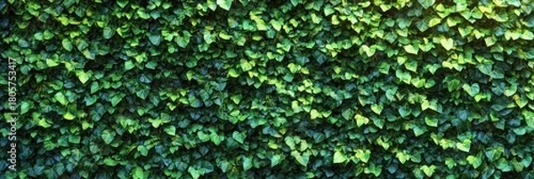 Fototapeta Lush green ivy covering a wall of overlapping heart-shaped leaves bathed in dappled sunlight, evoking a fresh and calming mood