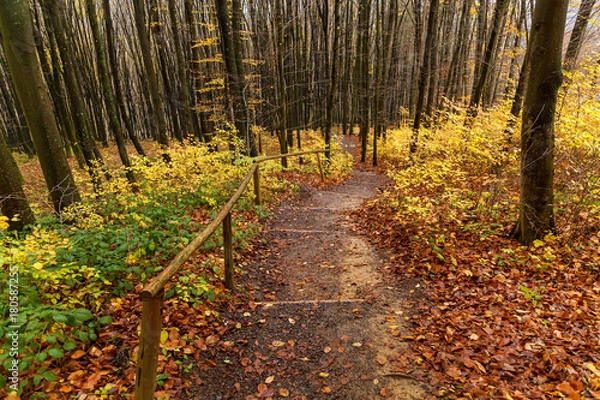 Fototapeta path in the autumn forest, wooden steps in the autumn forest, Pathway through the autumn forest