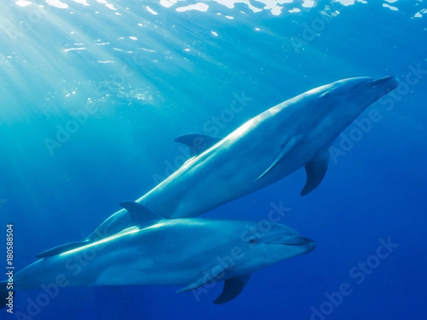 Obraz イルカ