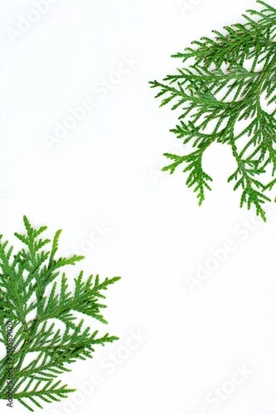 Fototapeta Green branches isolated