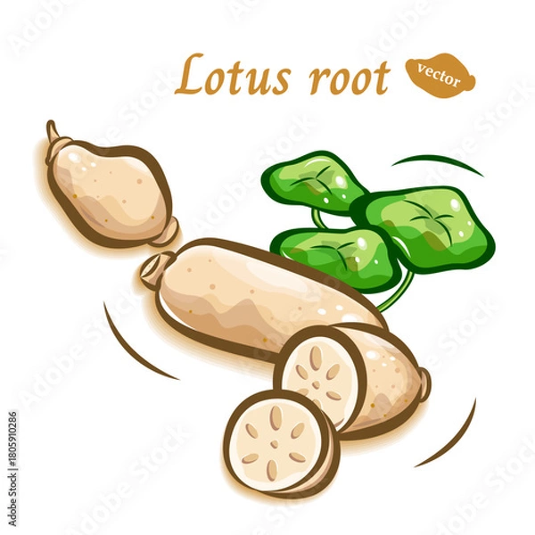 Obraz 蓮根のポップなイラスト素材｜可愛い野菜｜ベクター