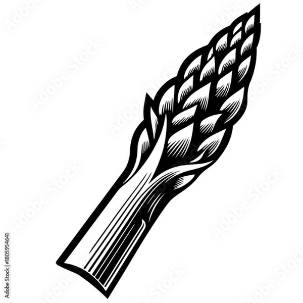 Fototapeta Illustration of a single asparagus spear with intricate details in black and white coloring style