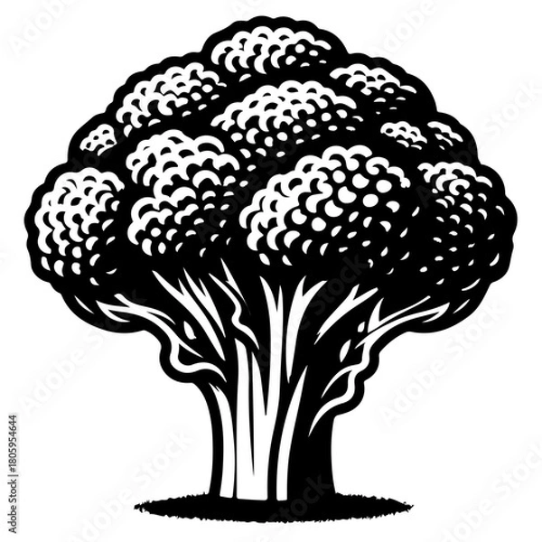 Fototapeta Illustration of a broccoli head with detailed florets and thick stalk in black and white style art