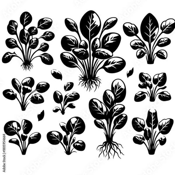 Fototapeta Illustration of multiple spinach plants with roots and leaves in black and white style design art