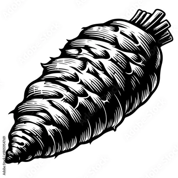 Fototapeta Detailed monochrome drawing of a root vegetable with textured surface and stem like structure