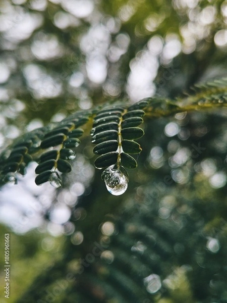 Fototapeta Raindrop on a leaf.