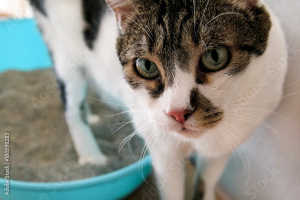 Fototapeta Cat using toilet, cat in litter box, for pooping or urinate, pooping in clean sand toilet. Cleaning cat litter box. A cat looking at her own poop in the blue litter box. Kitty litter. Cat at home.