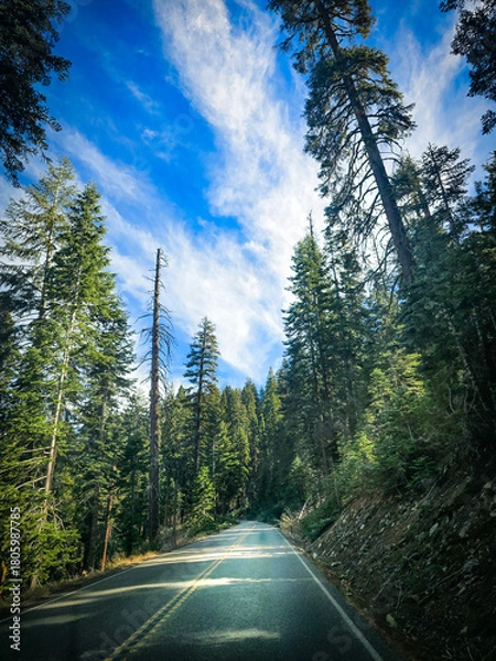 Fototapeta Road Through Forest with Blue Sky and Clouds
