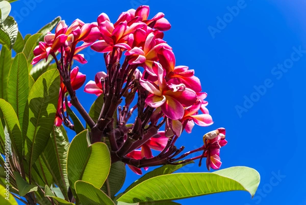 Fototapeta Frangipanier 