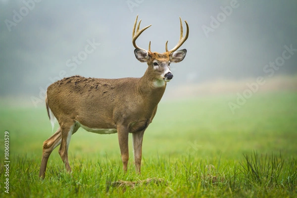 Obraz Stag Deer