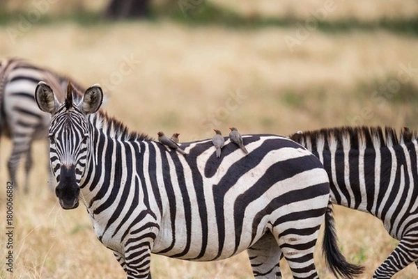Obraz Portrait of a Zebra with Oxpecker Birds on its Back