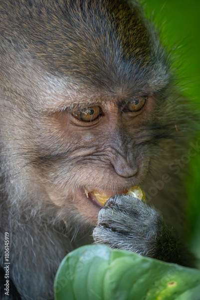 Fototapeta close up of a macaque eating a fruit