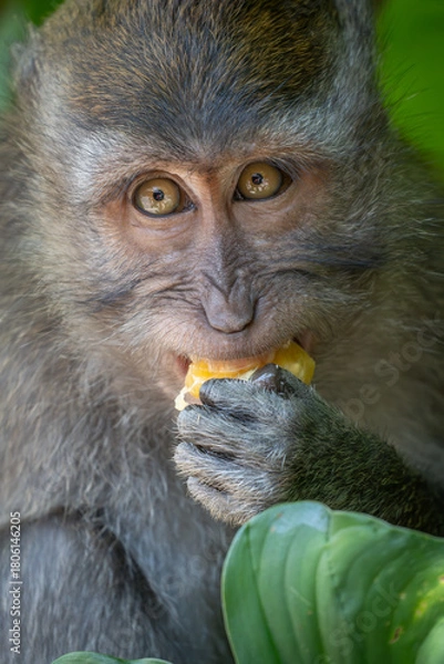 Fototapeta close up of a macaque eating a fruit