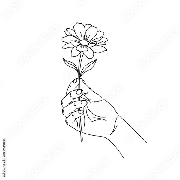 Obraz Line art of a hand holding a single flower isolated on white background